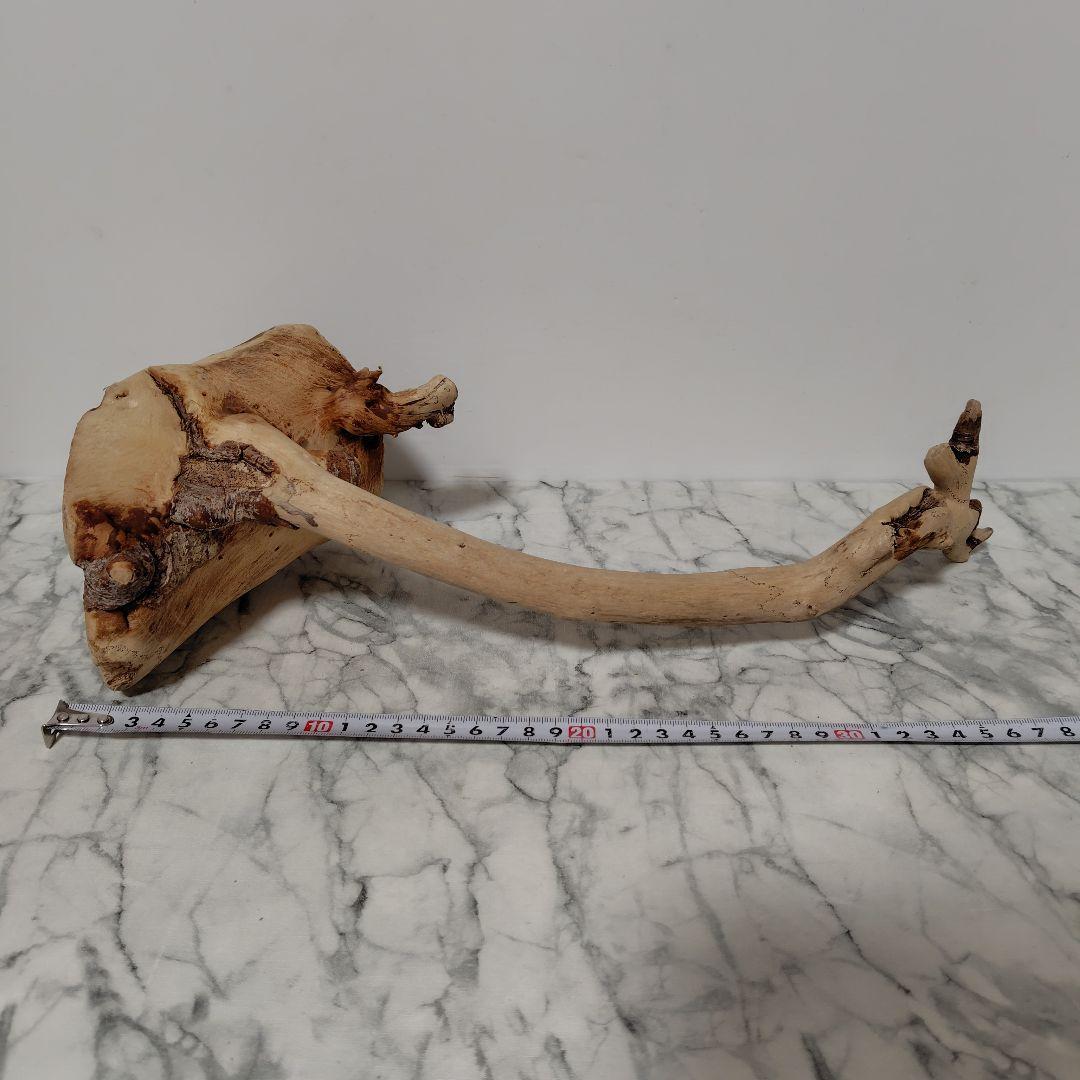 アク抜き済み流木【814】セール