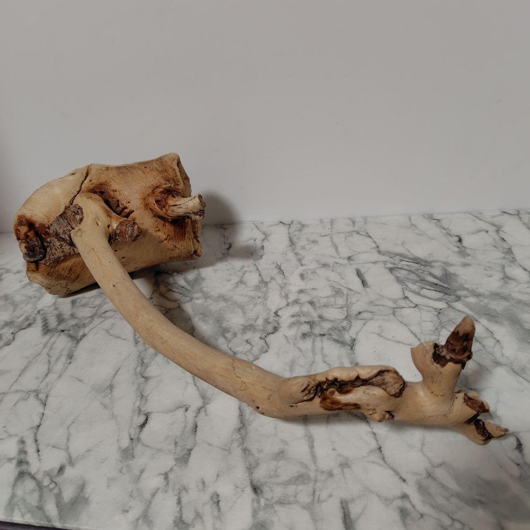 アク抜き済み流木【814】セール