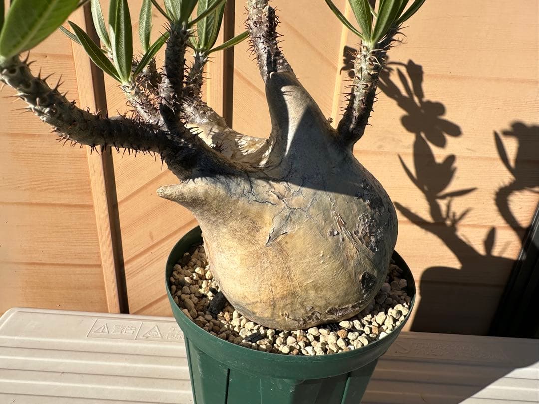 パキポディウム　グラキリス(発根済)