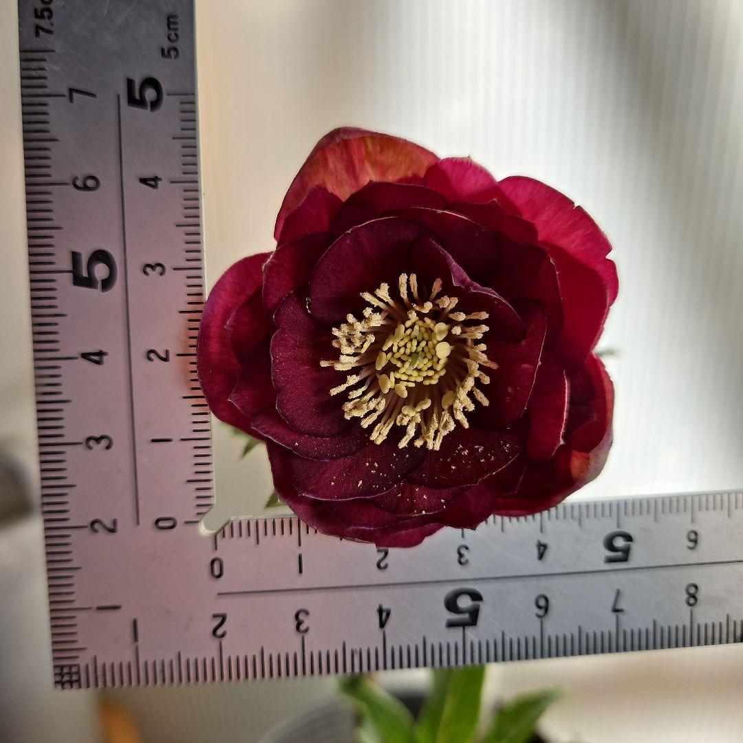 ㉖-231クリスマスローズ