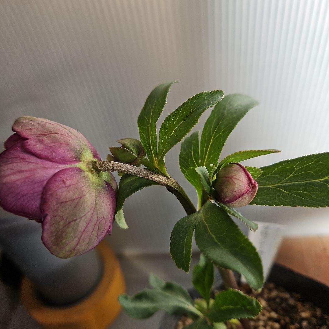 ㉖-231クリスマスローズ