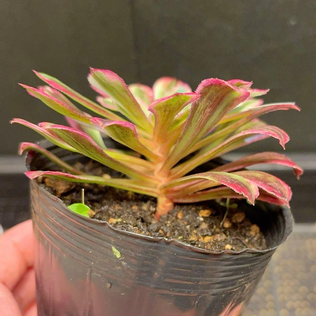 21#多肉植物アエオニウム錦❤️銅花順錦❤️1大頭10cm拔き苗