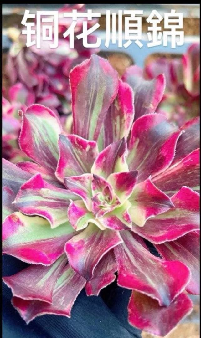21#多肉植物アエオニウム錦❤️銅花順錦❤️1大頭10cm拔き苗