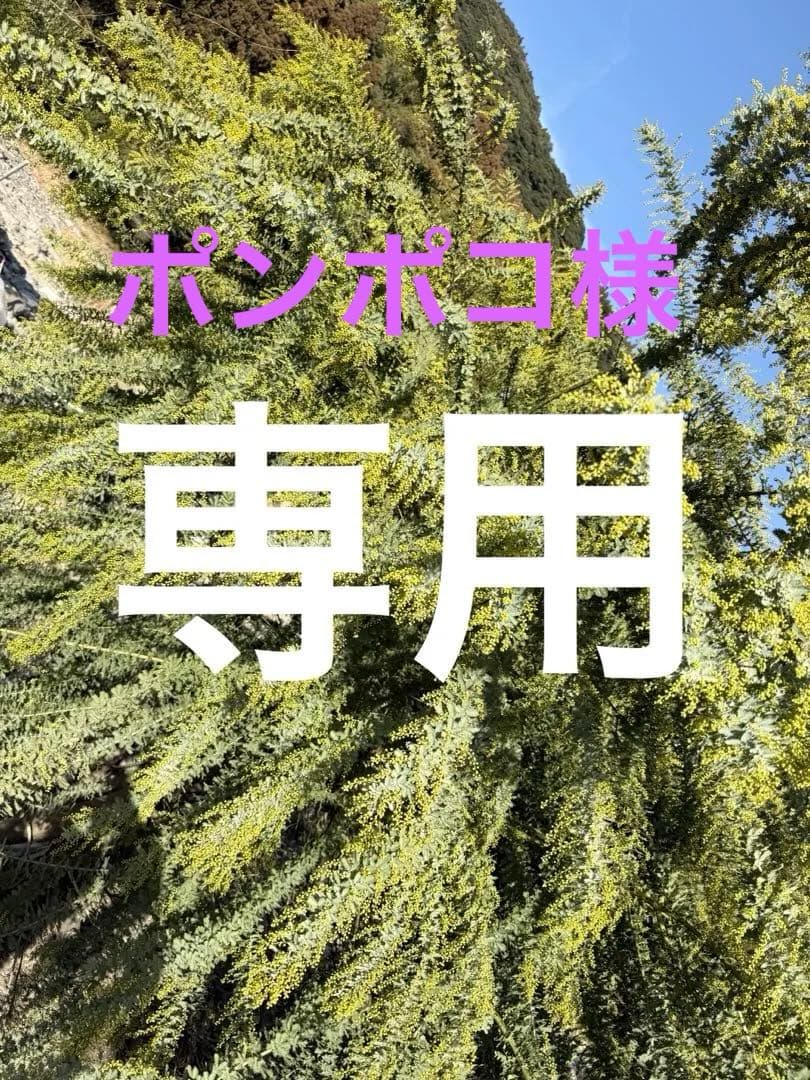 ミモザ　切り花　100サイズ