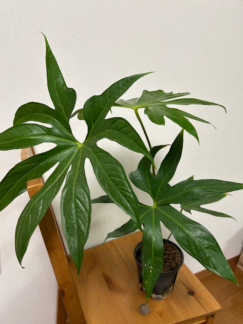 ＊アンスリウム　ペダトラディアツム　5号＊