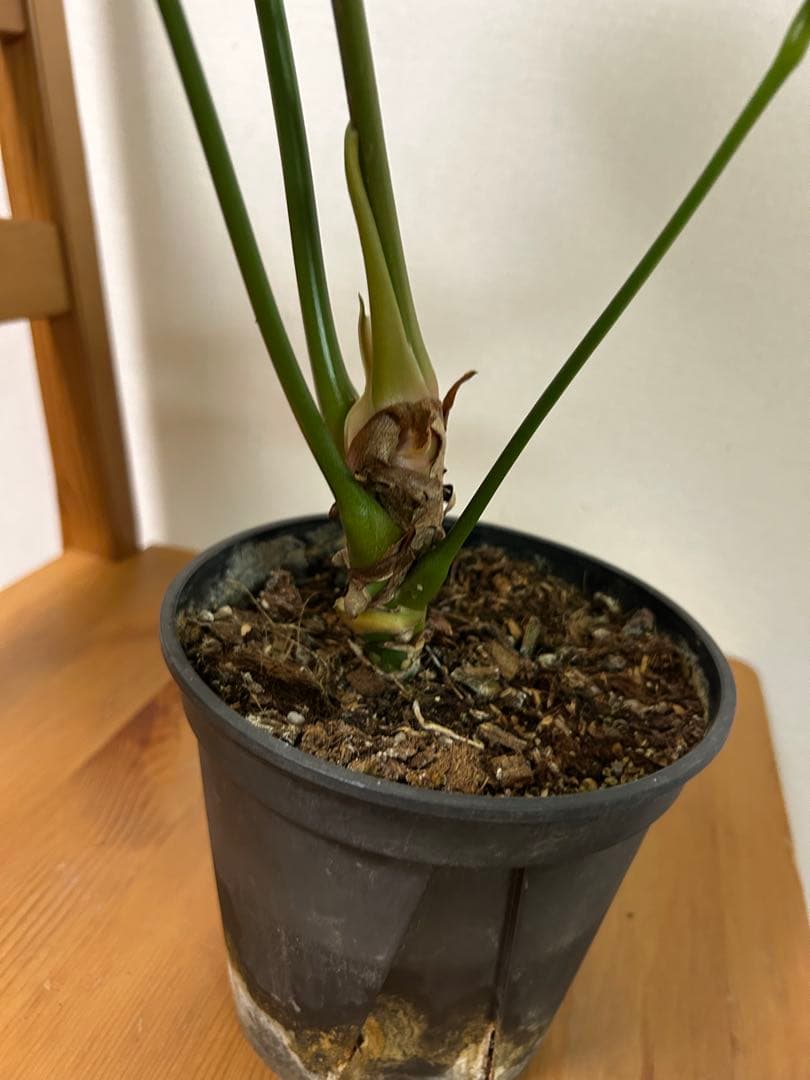 ＊アンスリウム　ペダトラディアツム　5号＊