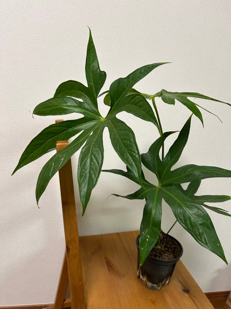 ＊アンスリウム　ペダトラディアツム　5号＊