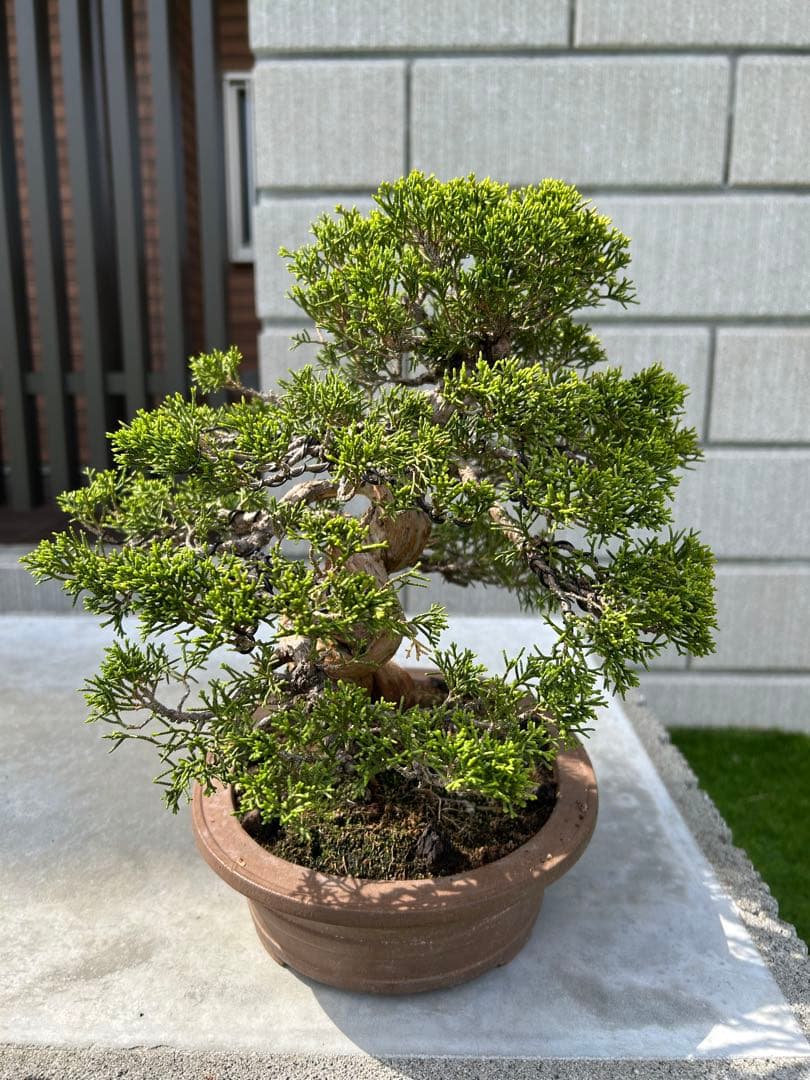 糸魚川真柏 盆栽