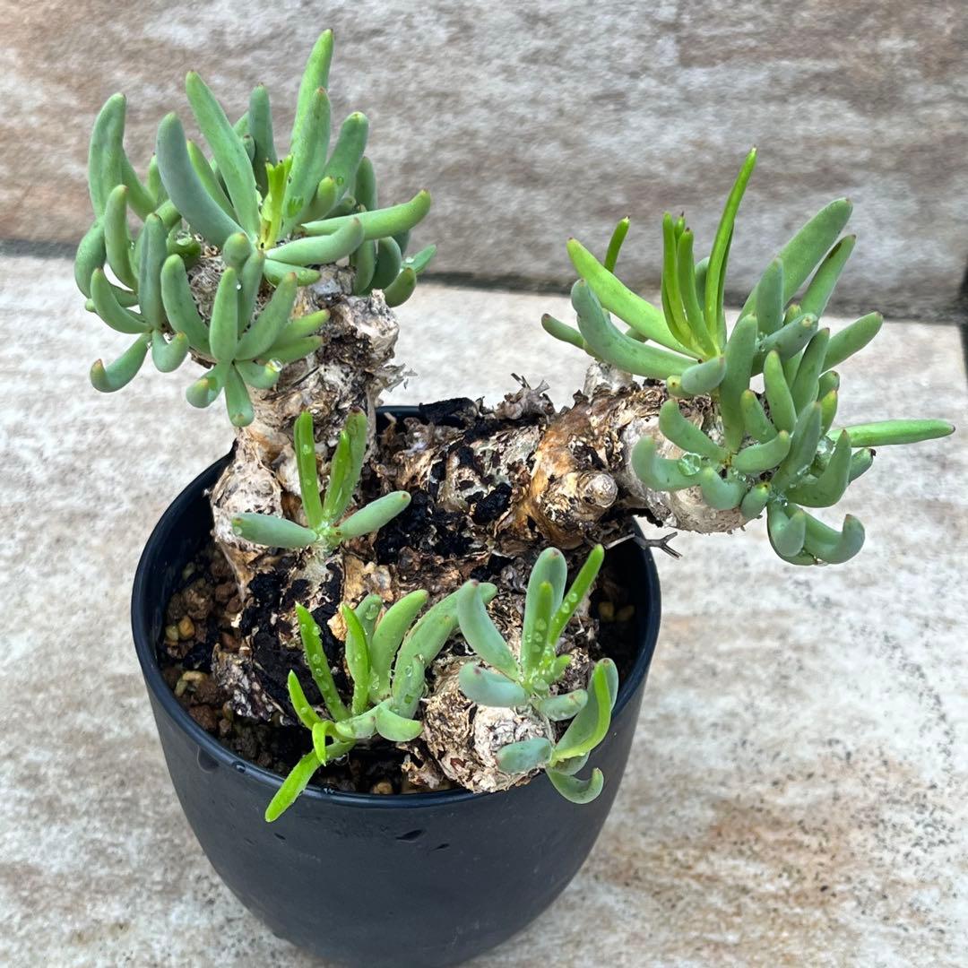 チレコドン　レティキュラータス　No.002　鉢、送料込　メルカリ便