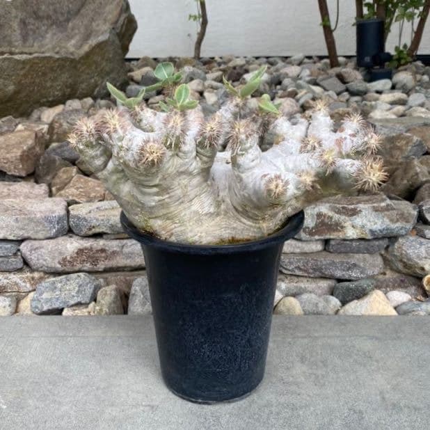 パキポディウム エブレネウム 発根済