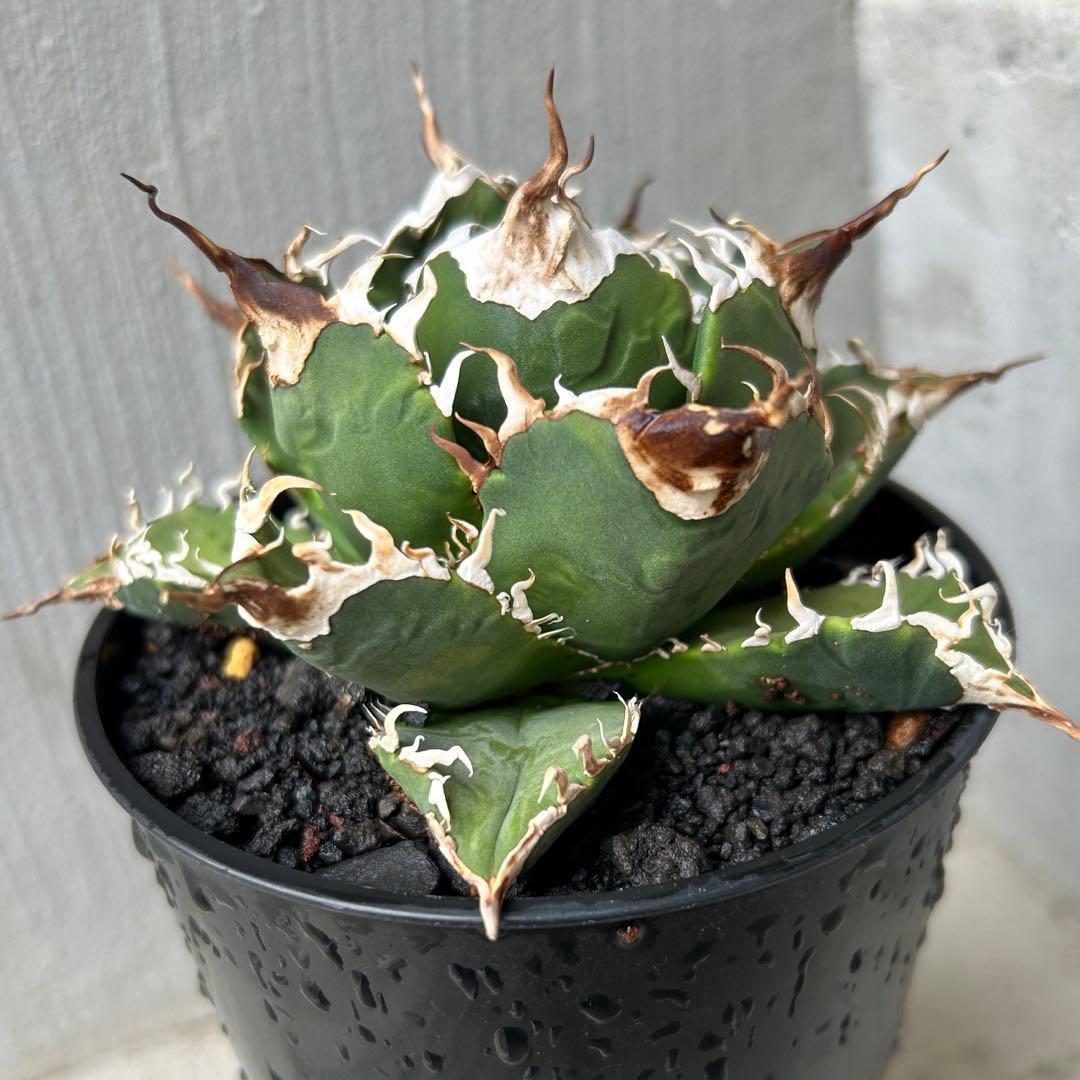 【新春特別価格】 アガベ チタノタ レジェンド ロウルサンコ産 小さめ子株