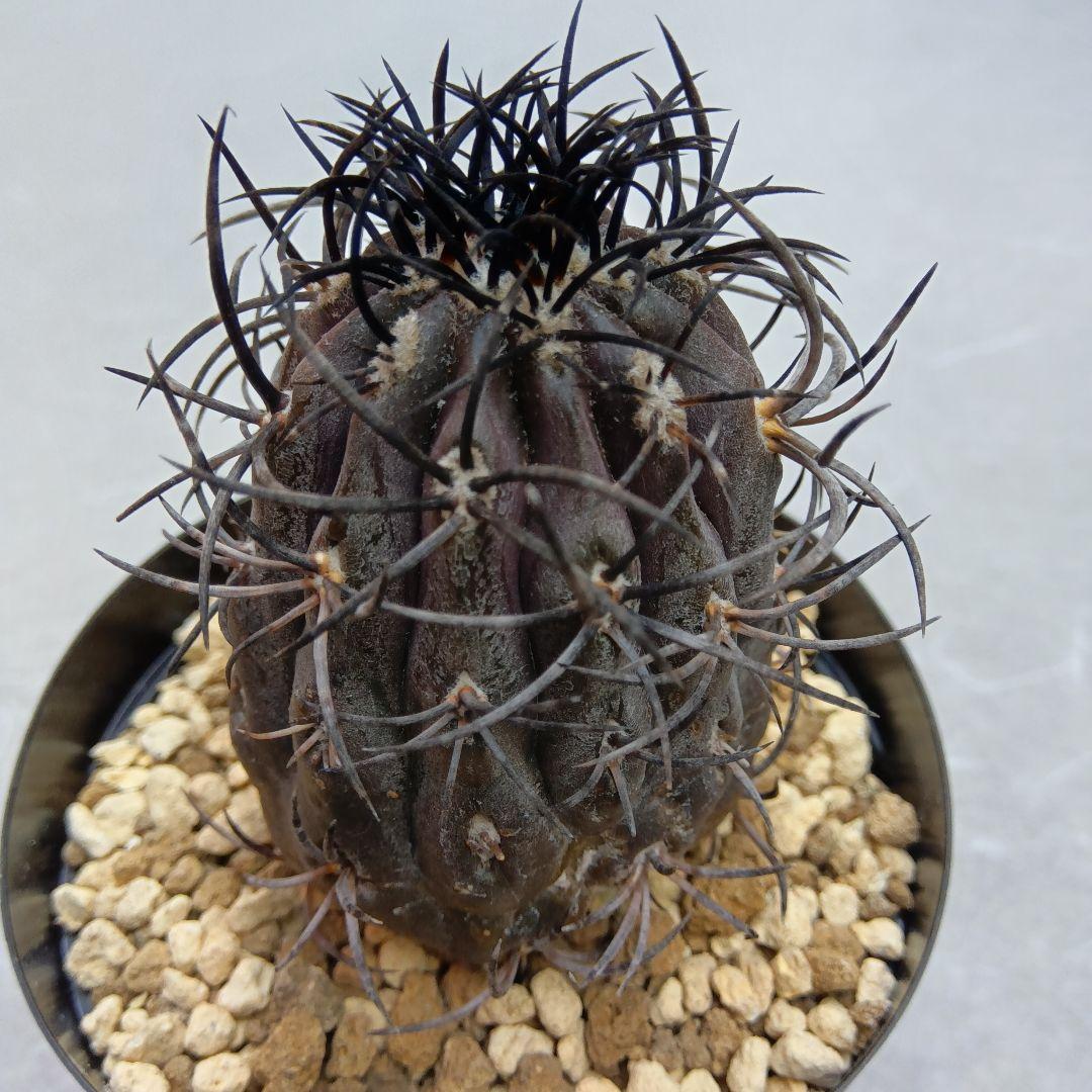 グリセオビオラセア栗星玉自根国内繁殖苗コピアポア（黒王丸孤竜丸）