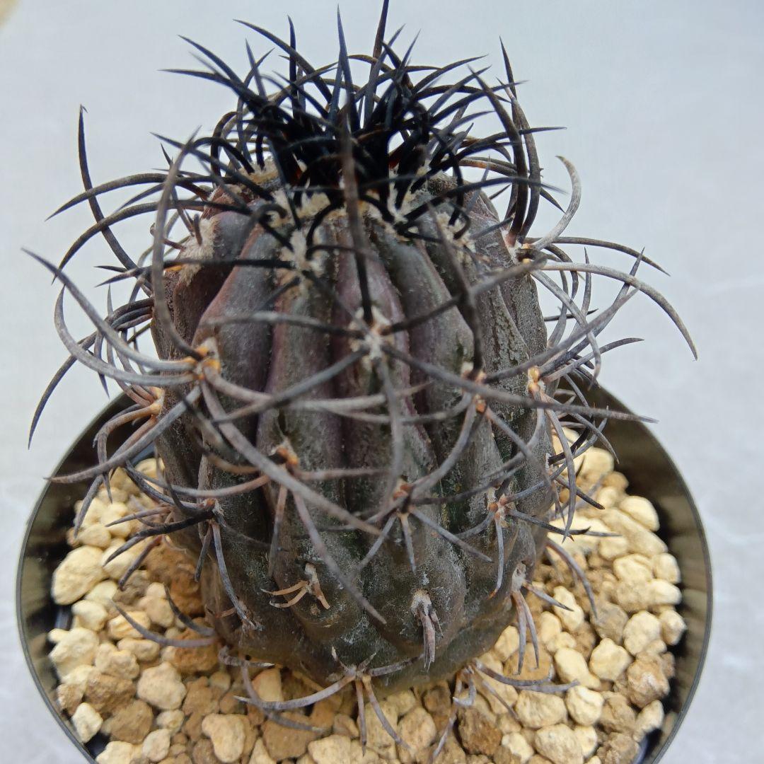 グリセオビオラセア栗星玉自根国内繁殖苗コピアポア（黒王丸孤竜丸）