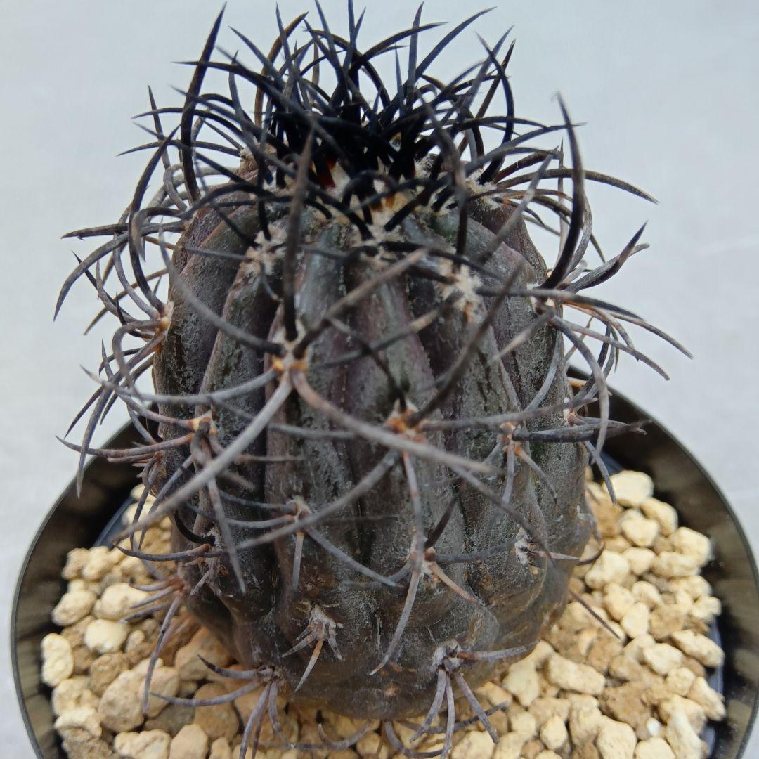 グリセオビオラセア栗星玉自根国内繁殖苗コピアポア（黒王丸孤竜丸）