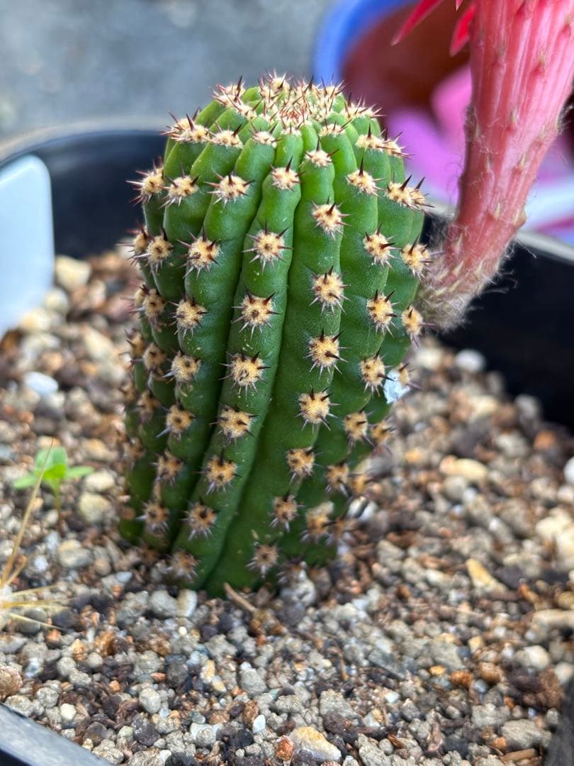 多肉植物　花サボテン　金紐シリーズ 金4番