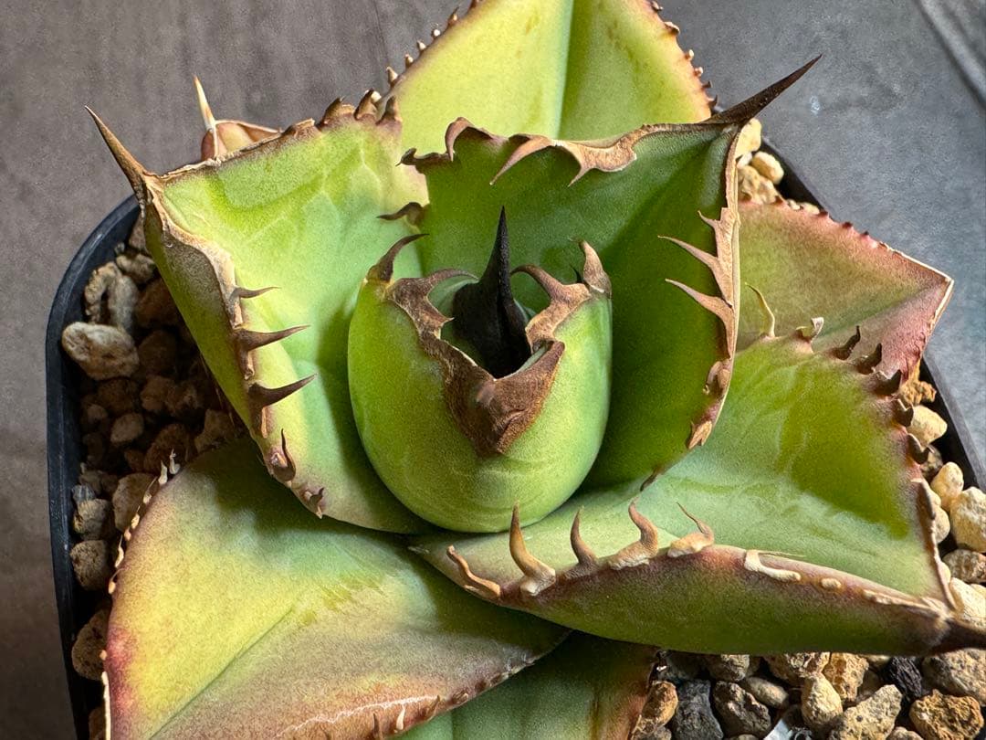 アガベ Muffinオテロイ実生ヤバ株の子株①