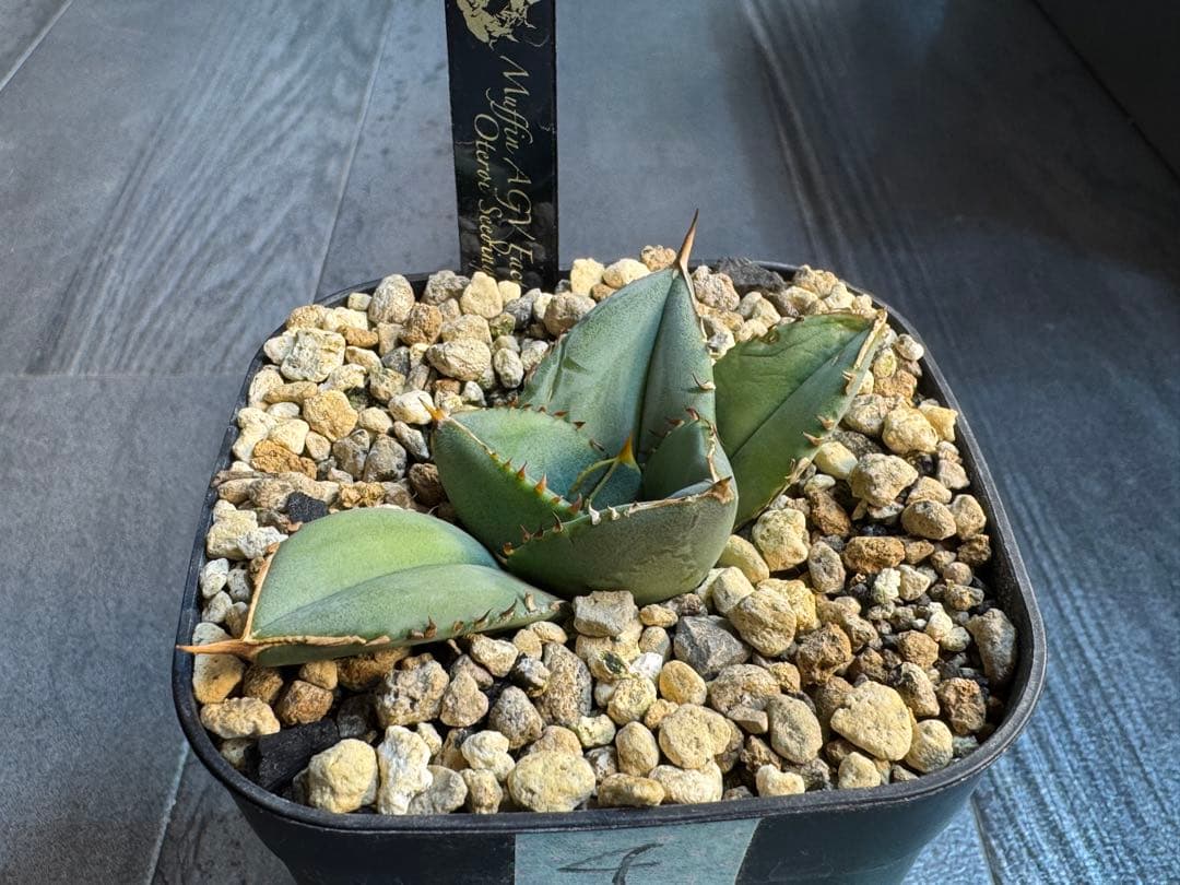 アガベ Muffinオテロイ実生ヤバ株の子株①