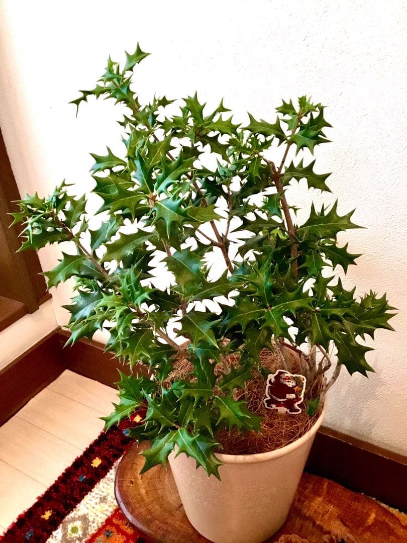 完売　　　天然野生とっても大きな柊さん【ひいらぎ＊クリスマスツリー】クリスマス