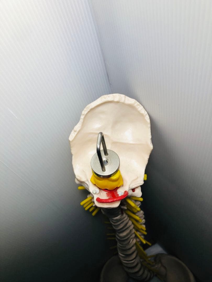 人体模型 骨格模型 脊柱模型 骨 人体骨格模型 脊椎骨盤模型　台座無し