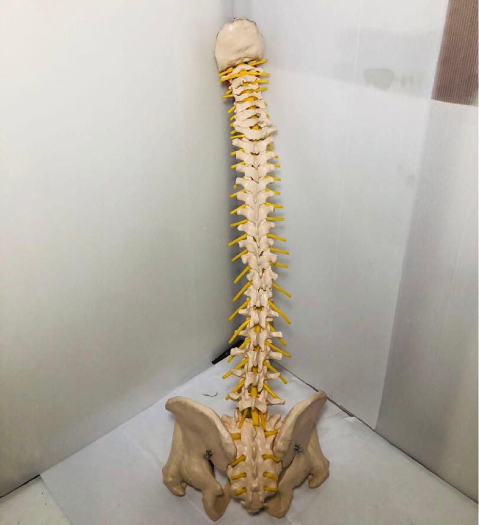 人体模型 骨格模型 脊柱模型 骨 人体骨格模型 脊椎骨盤模型　台座無し