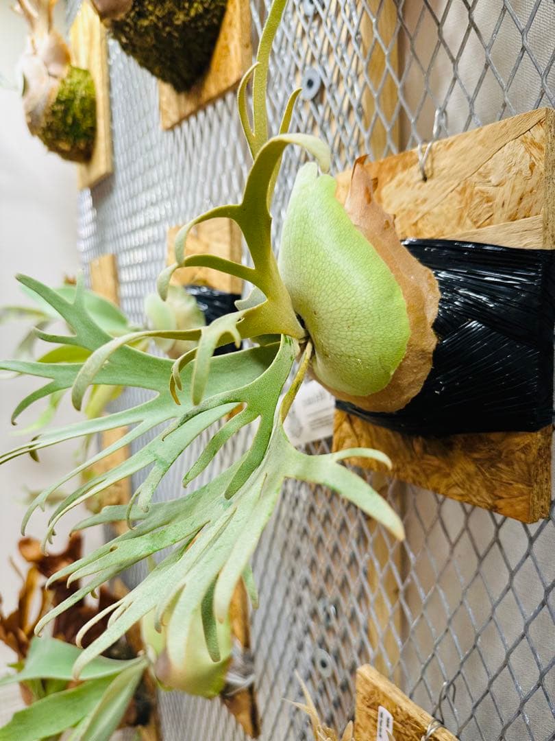 Willinckii Jade Girl ジェイドガール　バンダカ　コモレビ