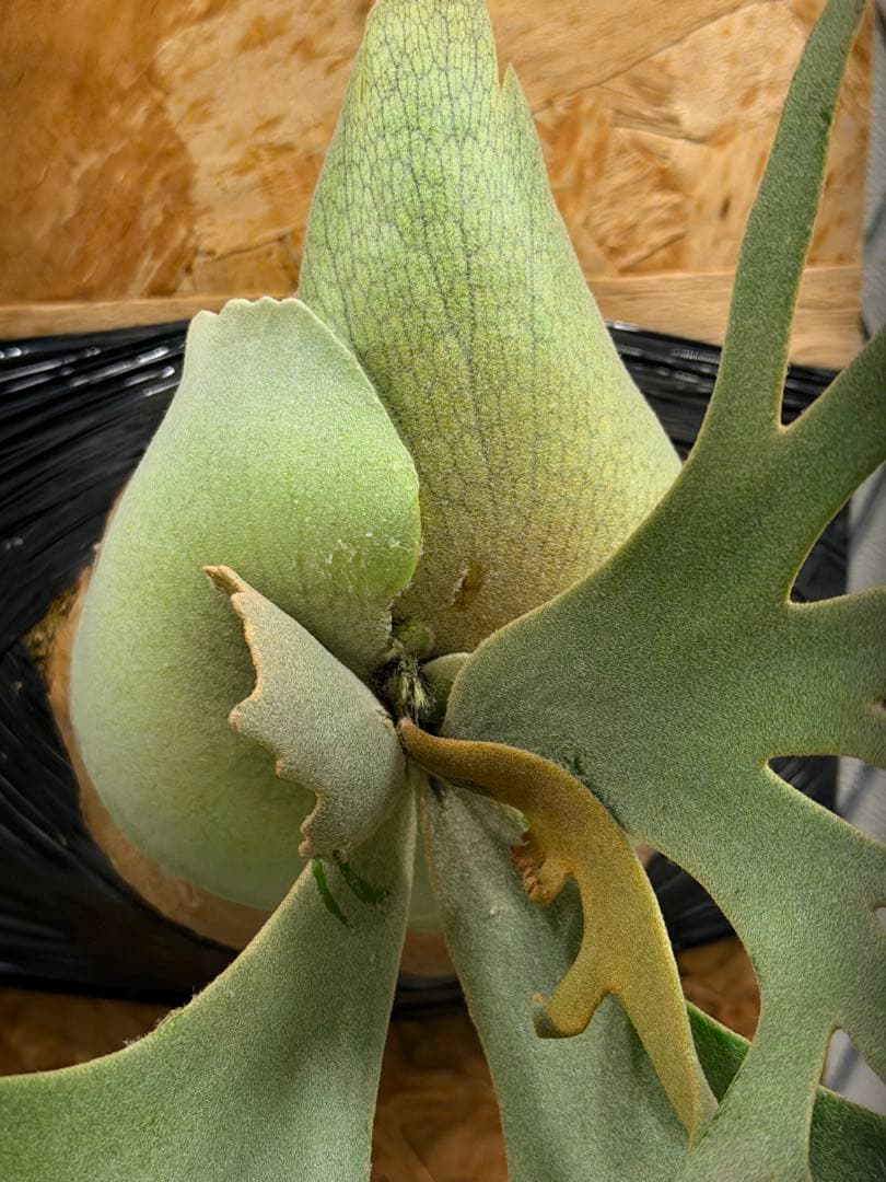 Willinckii Jade Girl ジェイドガール　バンダカ　コモレビ