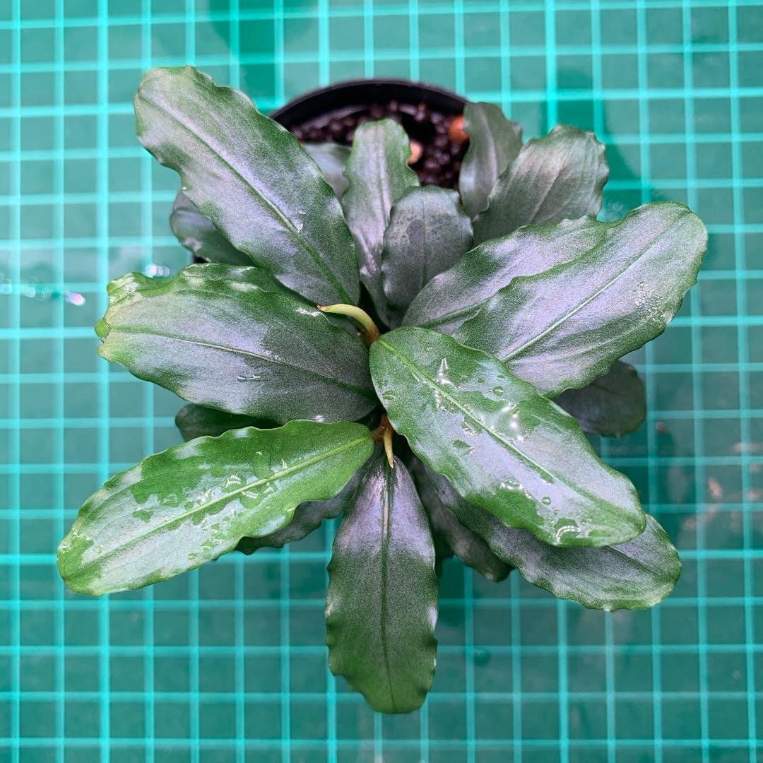 Bucephalandra sp. Aurora KN便
