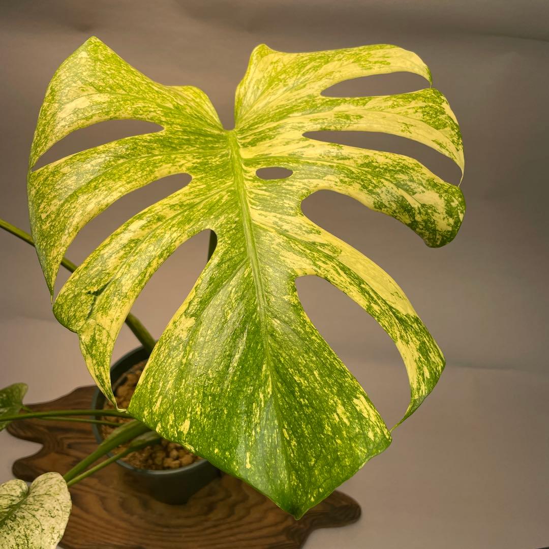 G*l様 L014ホワイトモンスター 天津蘭 モンステラ斑入り