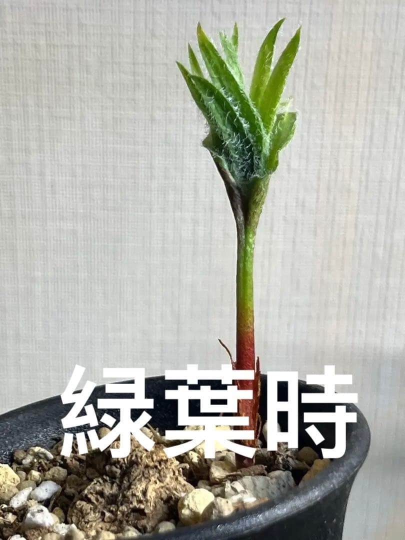 エリオスペルマム フォリオリフェルム