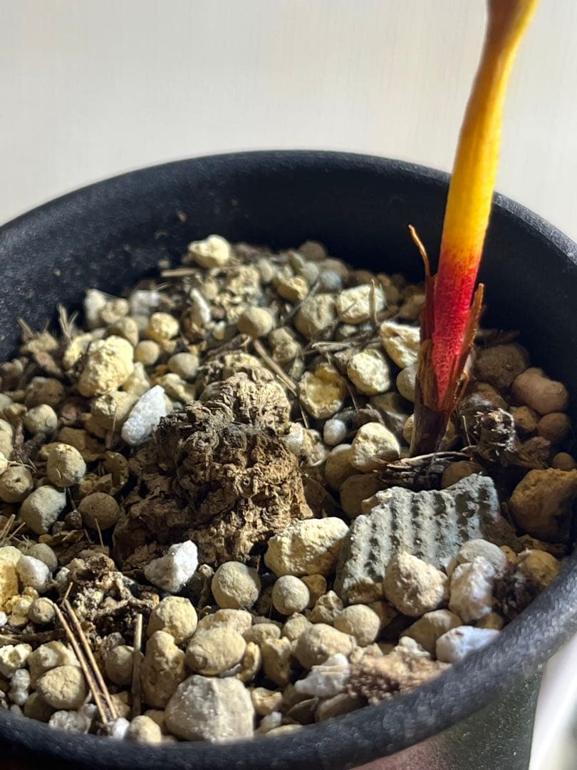 エリオスペルマム フォリオリフェルム