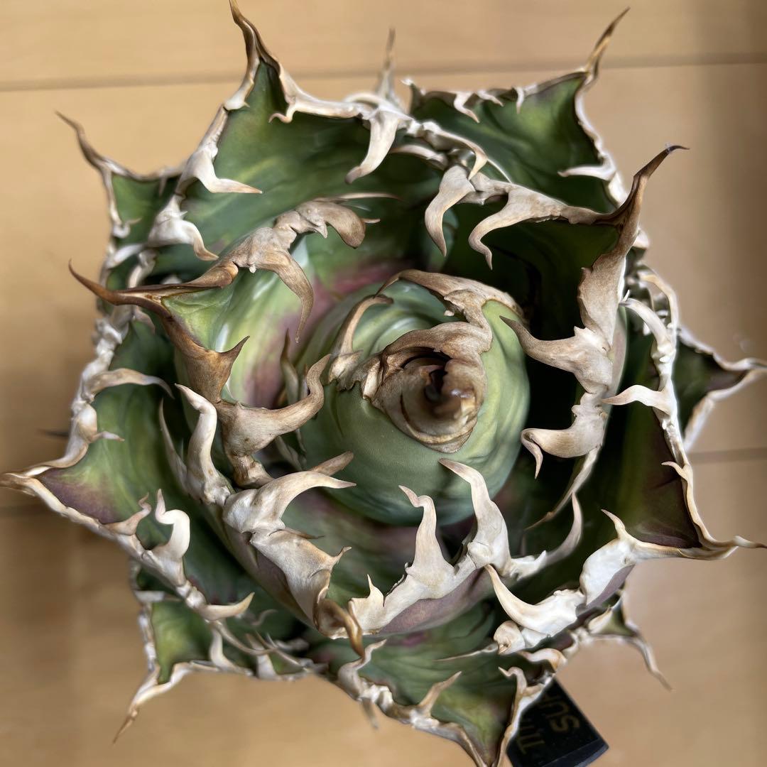 アガベ チタノタ シーザー lize産