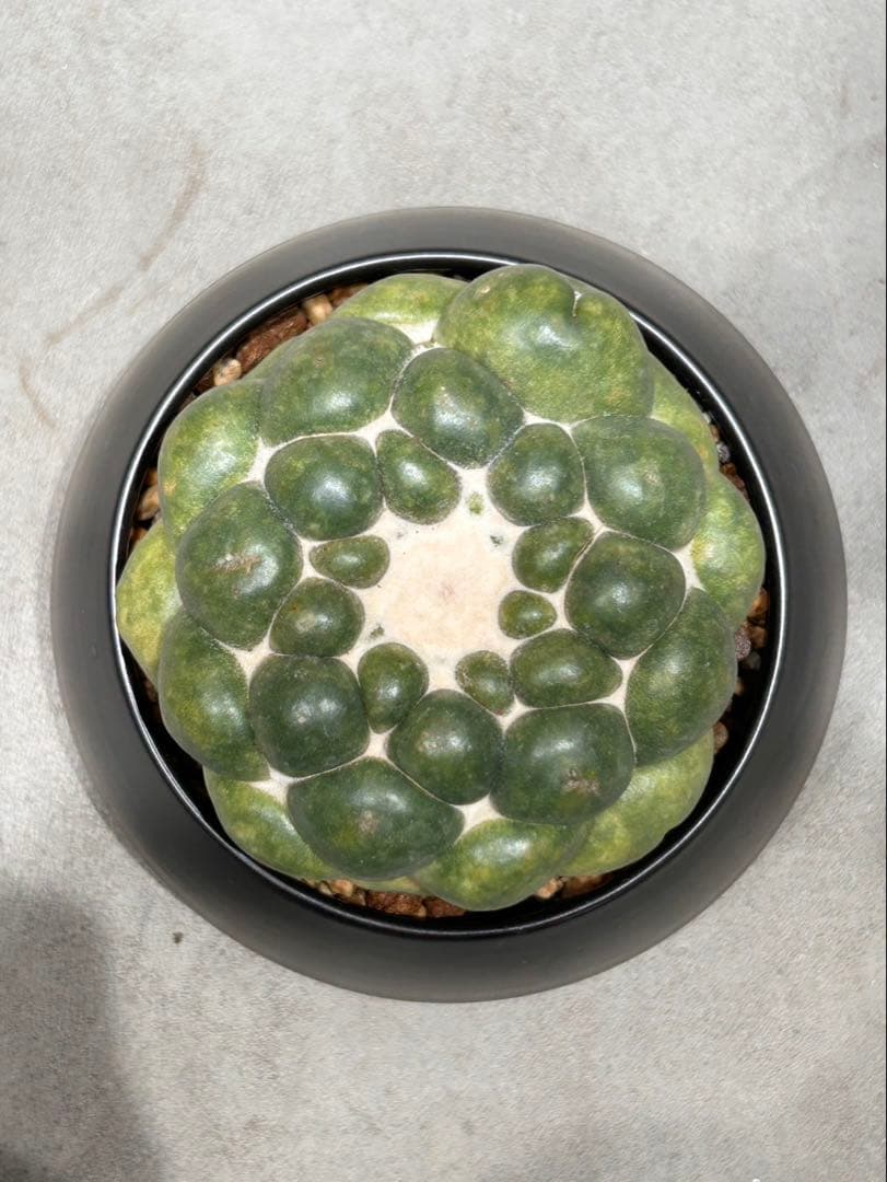 無棘象牙丸　コリファンタ　ゾウゲマル　棘無し　鉢セット