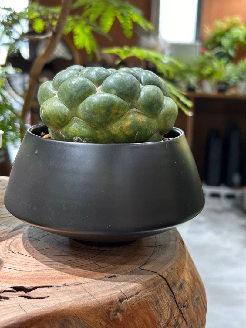 無棘象牙丸　コリファンタ　ゾウゲマル　棘無し　鉢セット