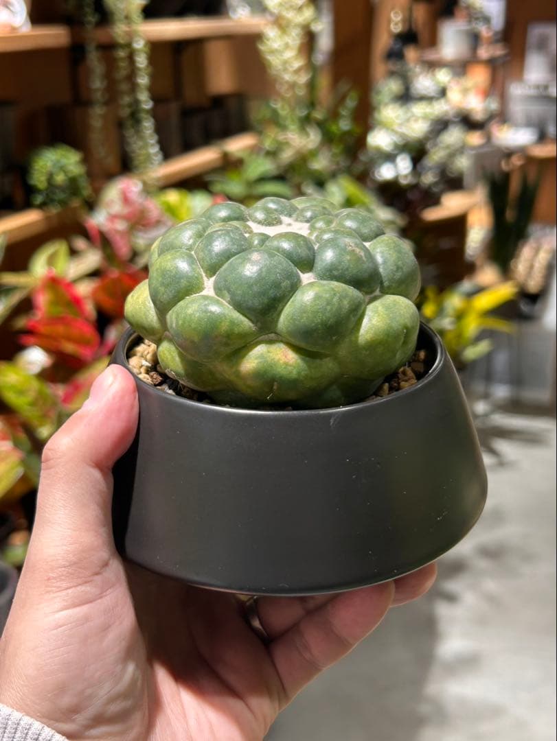 無棘象牙丸　コリファンタ　ゾウゲマル　棘無し　鉢セット