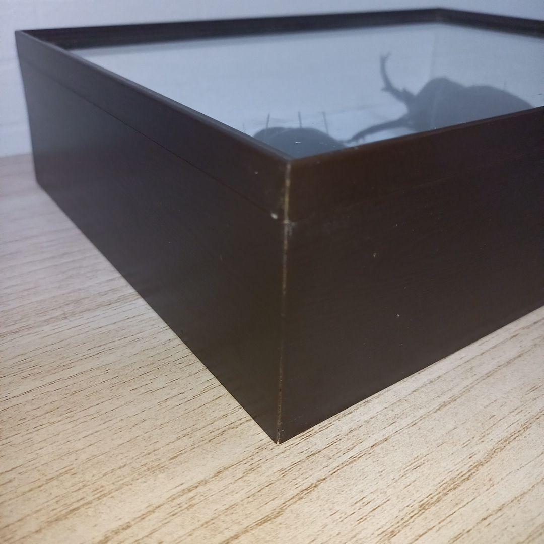 【マルスゾウカブトムシ】 マルス標本 雌雄セット　昆虫セット　オスメスペア