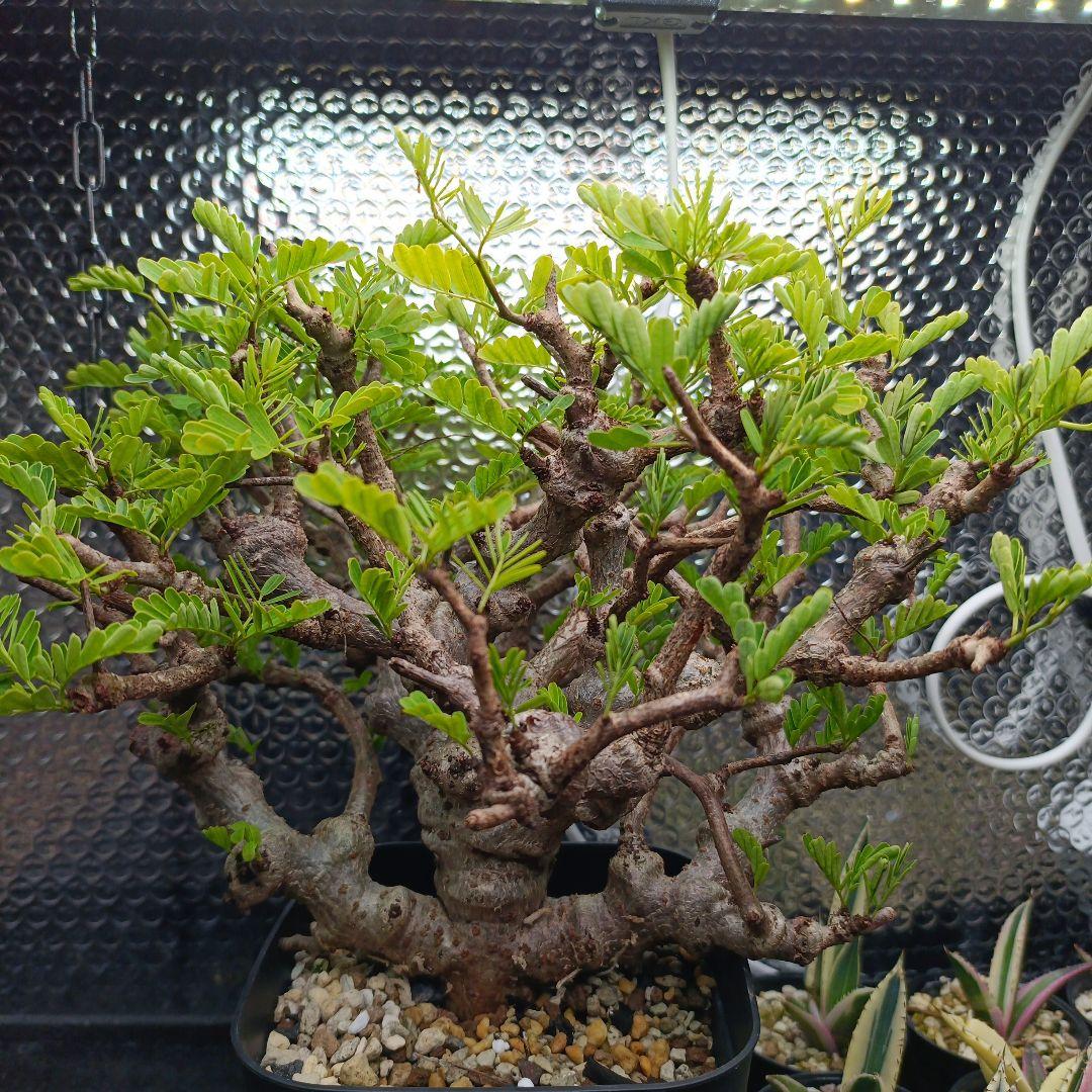 センナ　メリディオナリス　特大　極太 発根済　④