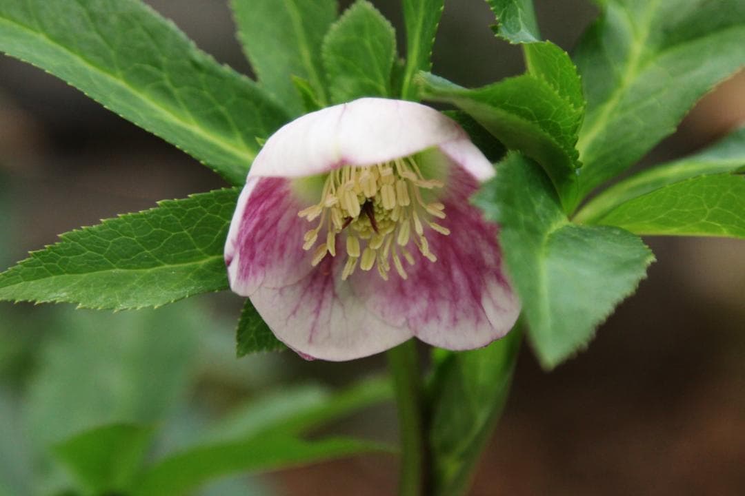 「歳末セール」クリスマスローズ 苗 パステリッシュストレインセルフ