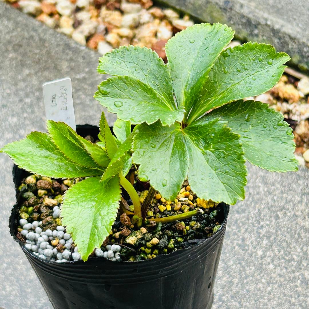 「歳末セール」クリスマスローズ 苗 パステリッシュストレインセルフ