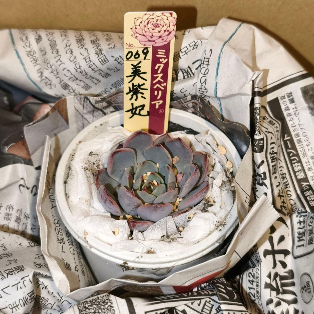 多肉植物 oriミックスベリア 美紫妃 多肉植物 おらいさん苗 おらい