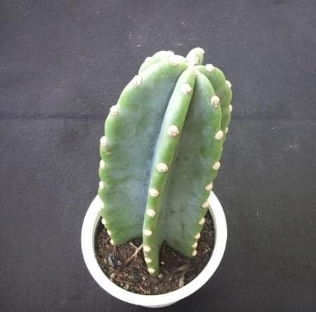 多肉植物　柱 サボテン　苗　観葉・植物・花卉・園芸・庭園・緑・さぼてん