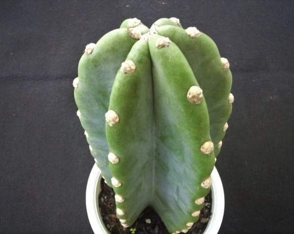 多肉植物　柱 サボテン　苗　観葉・植物・花卉・園芸・庭園・緑・さぼてん