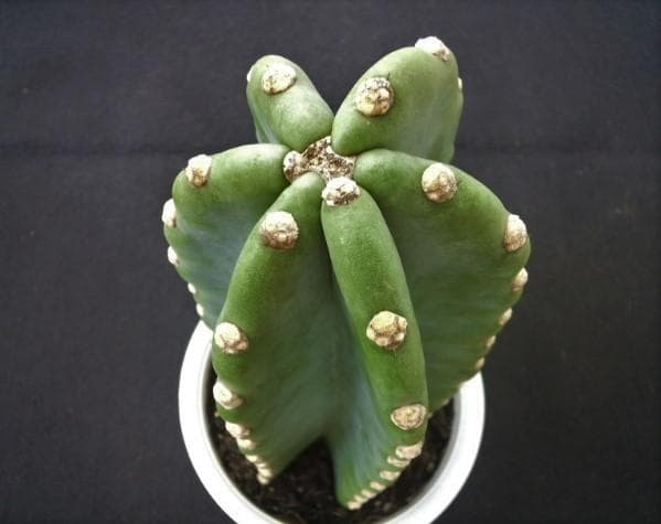 多肉植物　柱 サボテン　苗　観葉・植物・花卉・園芸・庭園・緑・さぼてん