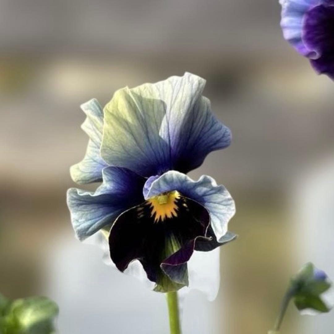 MIYABI様ご依頼品　フェデネージュムーンライト3苗　 現品　タグ付き