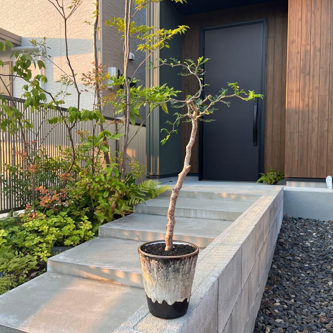 コミフォラ　モンストローサ　発根済