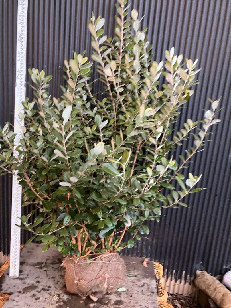 フェイジョア　実生アポロ