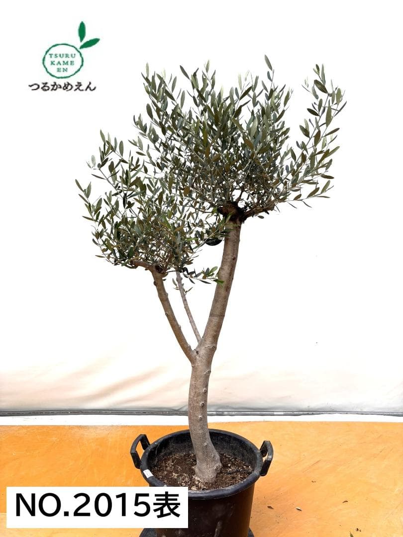 オリーブの木　ルッカ　約160cm　NO.2015　大型　人気品種　現品掲載