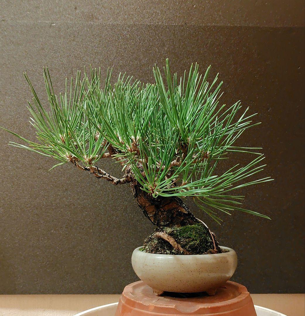 黒松盆栽！