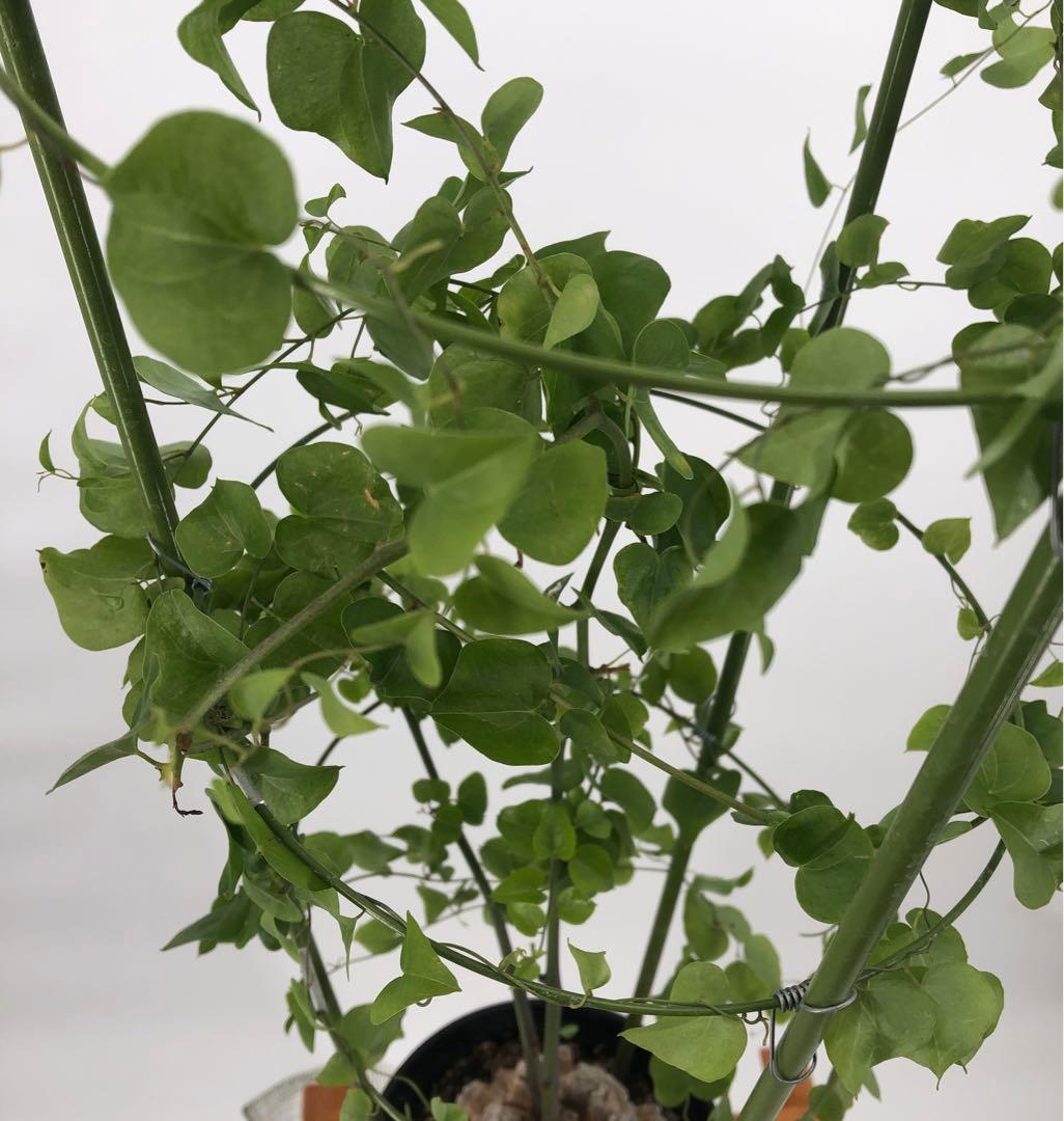 ① アフリカ亀甲竜　5号