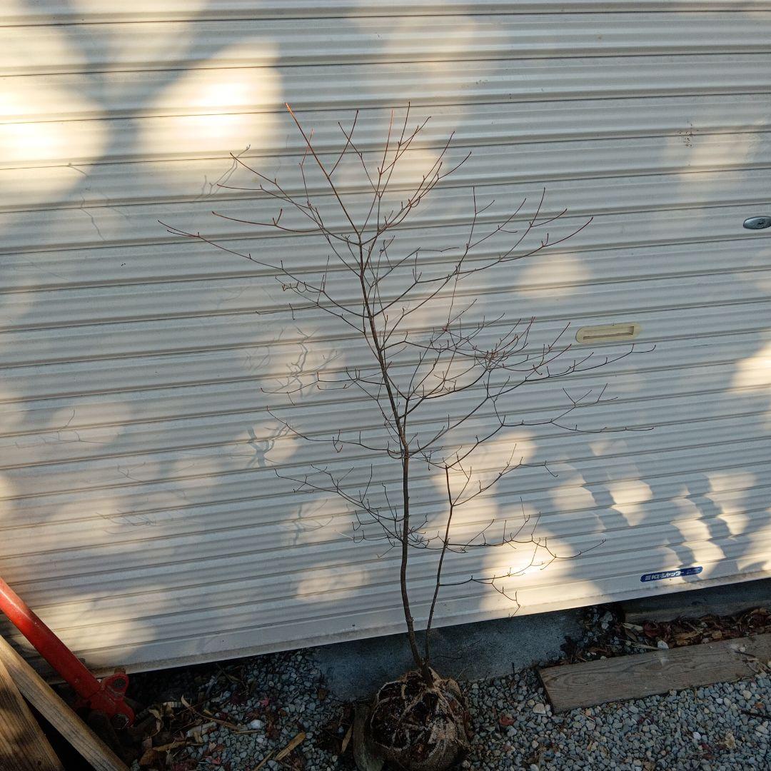 アブラツツジ　山採り　山ドウダンツツジ　双幹立ち