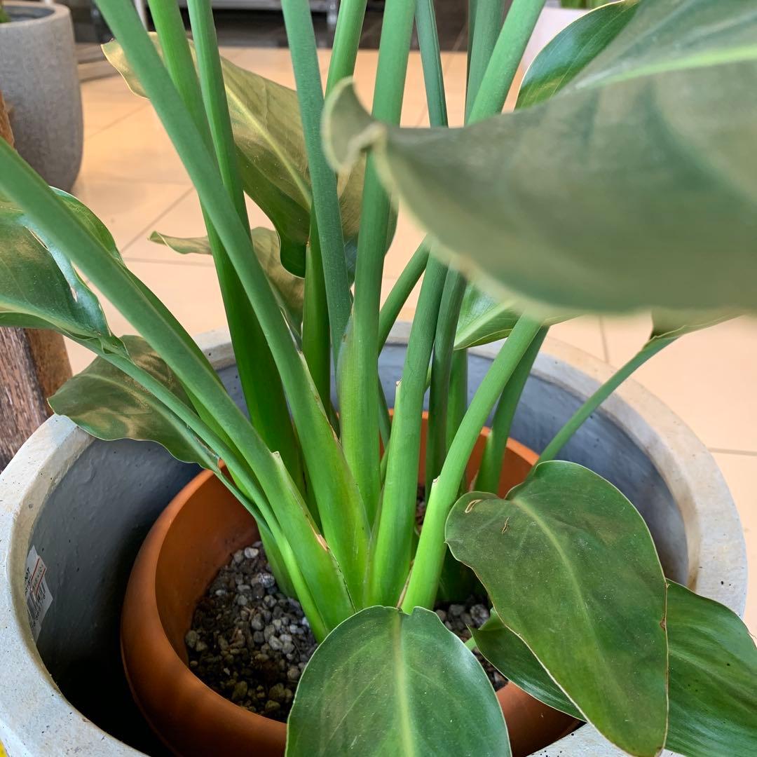 ストレリチア レギネ ファイバー鉢 お皿付き